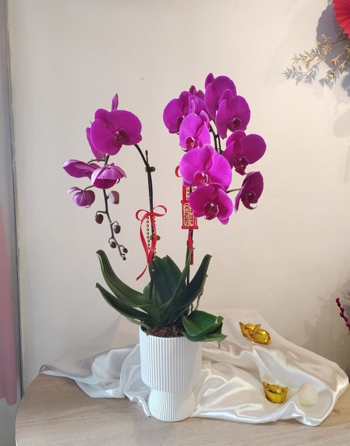 Phalaenopsis Orchid Arrangement 09