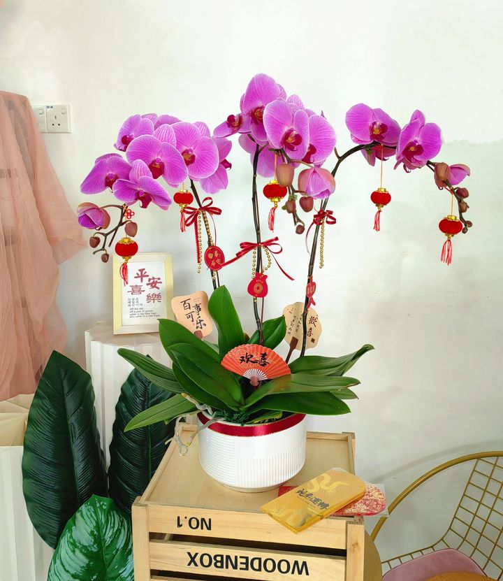 Phalaenopsis Orchid Arrangement 11