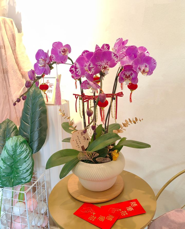 Phalaenopsis Orchid Arrangement 12