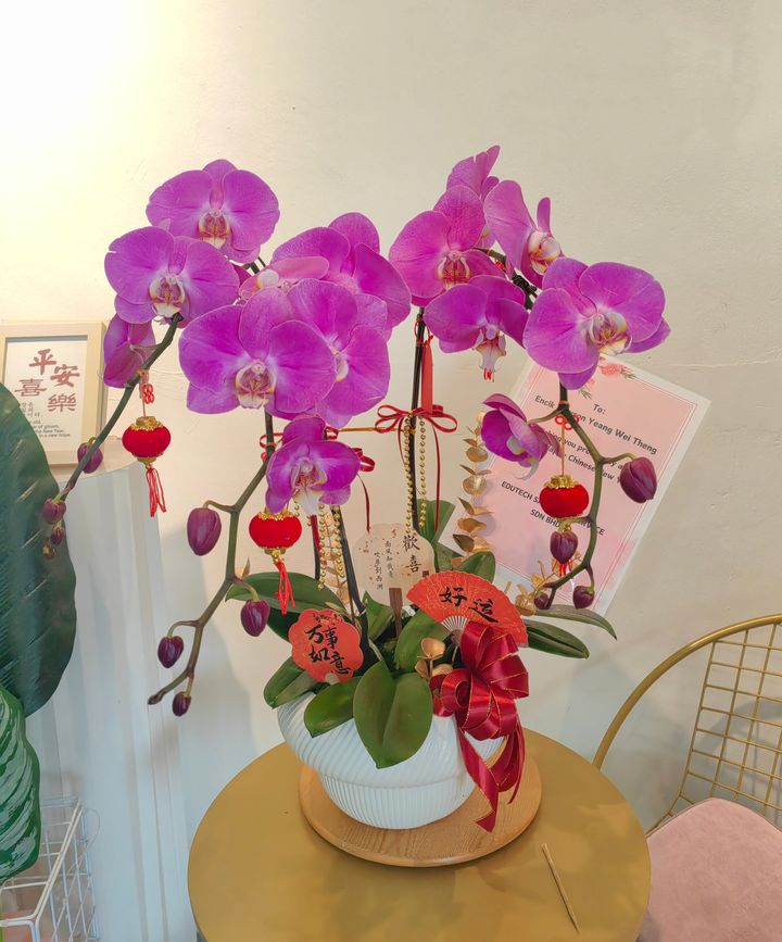 Phalaenopsis Orchid Arrangement 17
