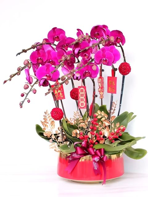 New Year Phalaenopsis Orchid Arrangement 2026