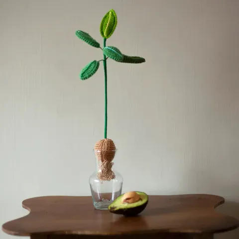 水耕酪梨盆栽
