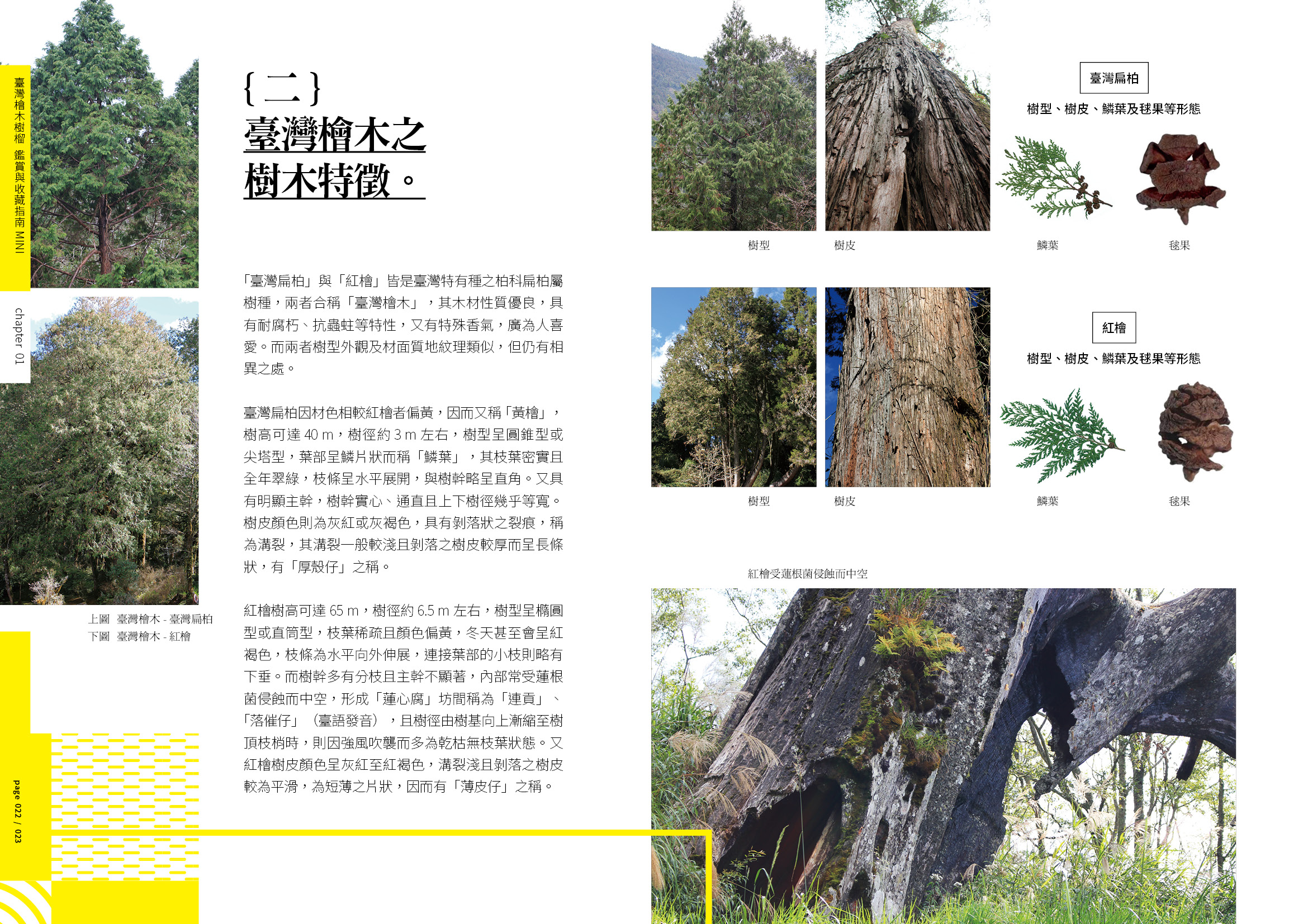 190213 檜木樹榴 200dpi12