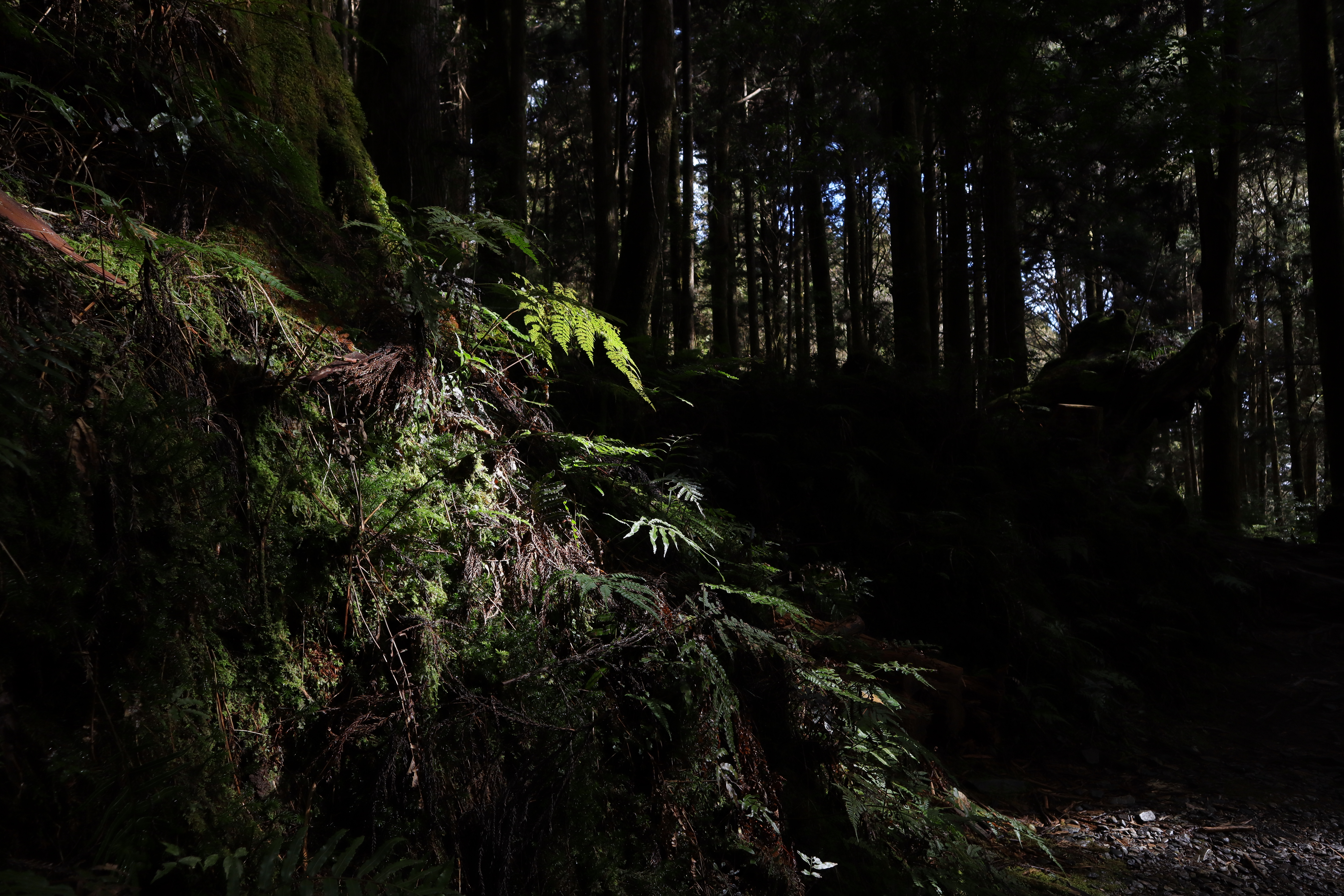 『談』．滿月圓的肖楠真的比中部肖楠好?