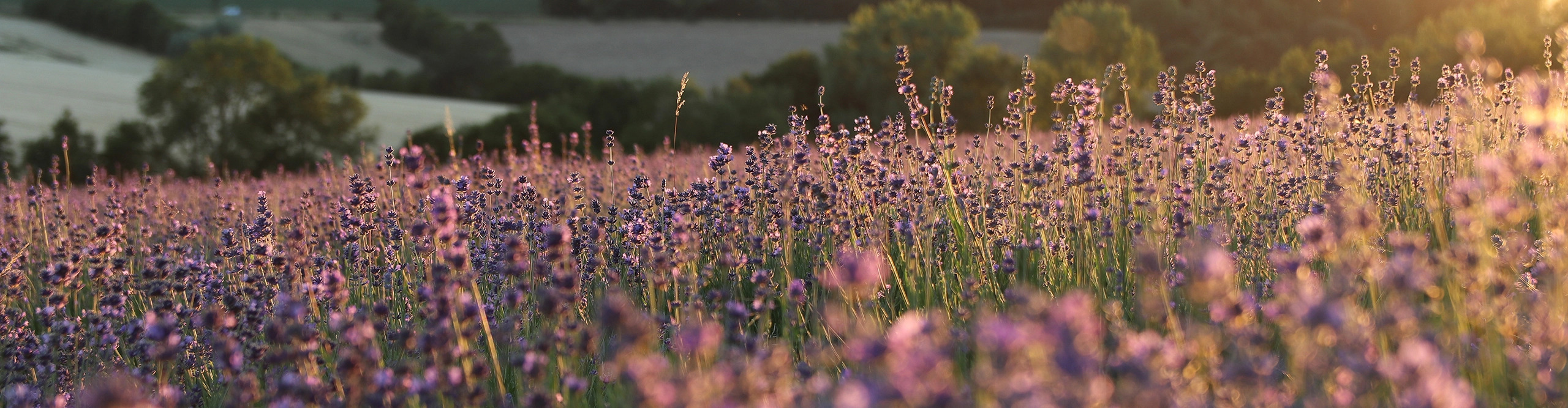 Lavendel_aus_Lippe_TAOASIS_Petite-Provence