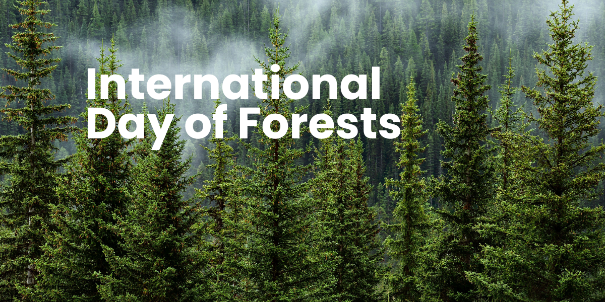3月21日｜世界森林日 March 21 International Day of Forests