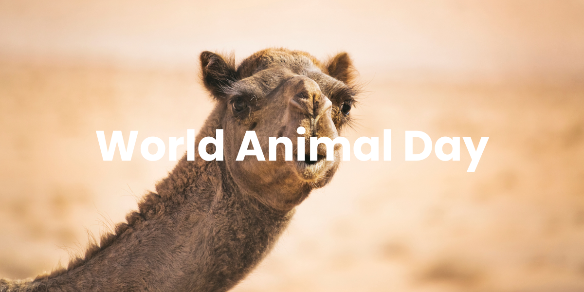 10月4日｜世界動物日 World Animal Day