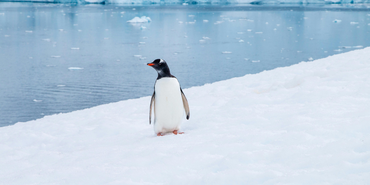 南極企鵝正在提早繁殖 Antarctic Penguins Are Breeding Earlier