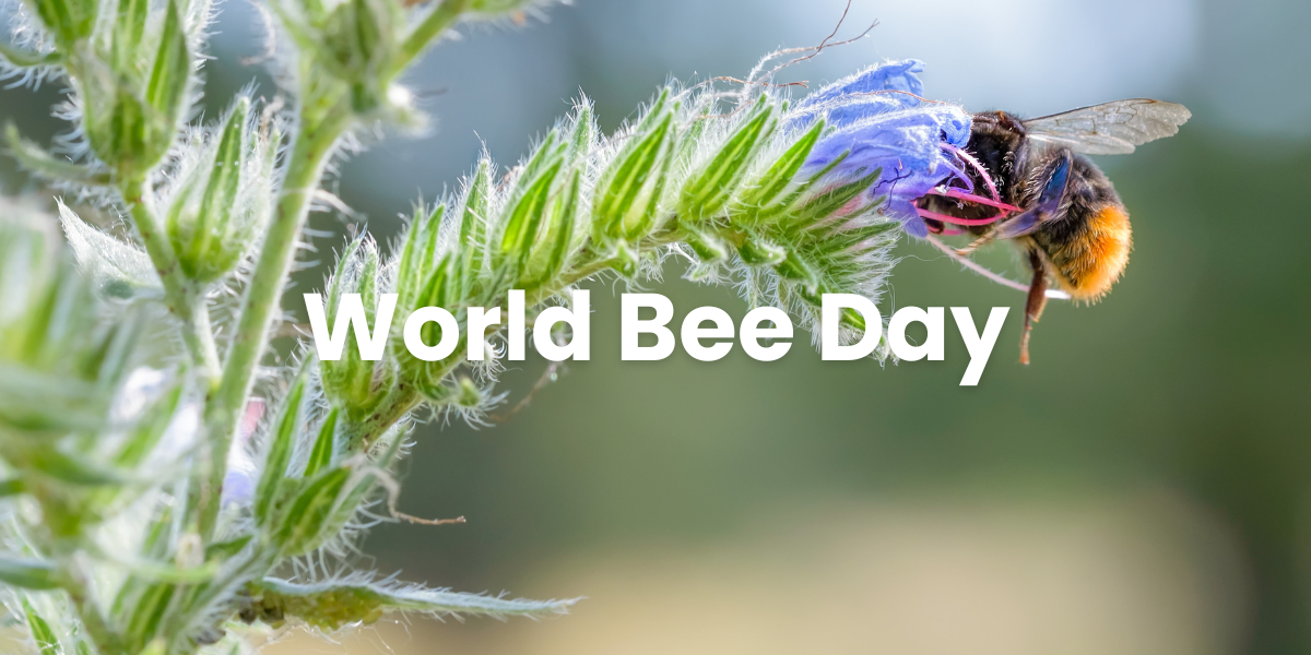 5月20日｜世界蜜蜂日 May 20 World bee day