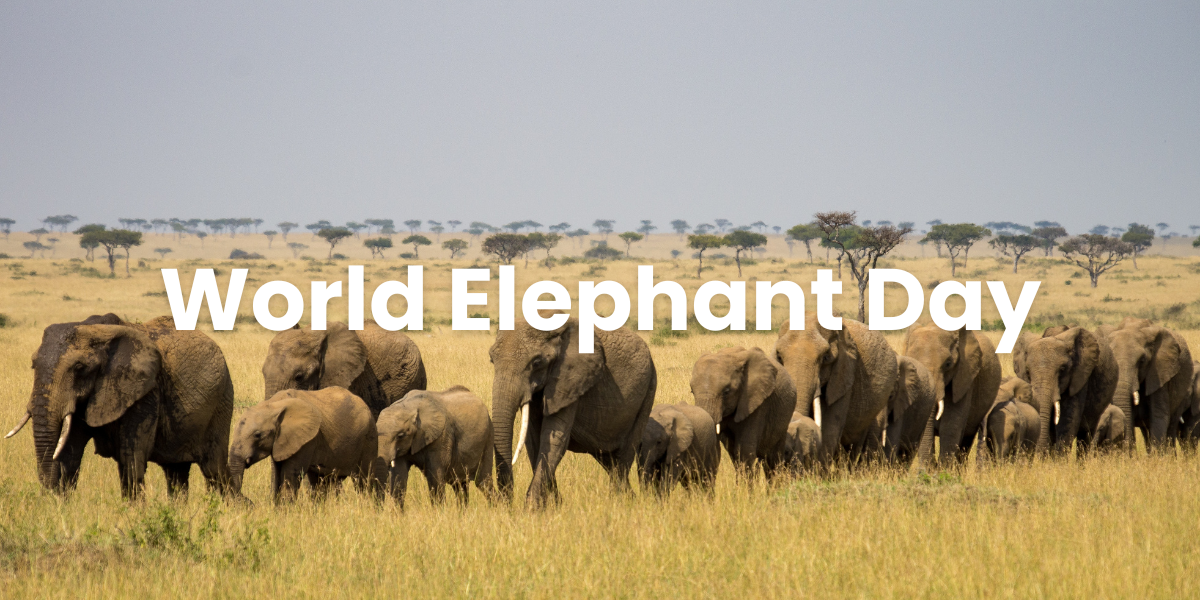 8月12日｜世界大象日 August 12 World Elephant Day