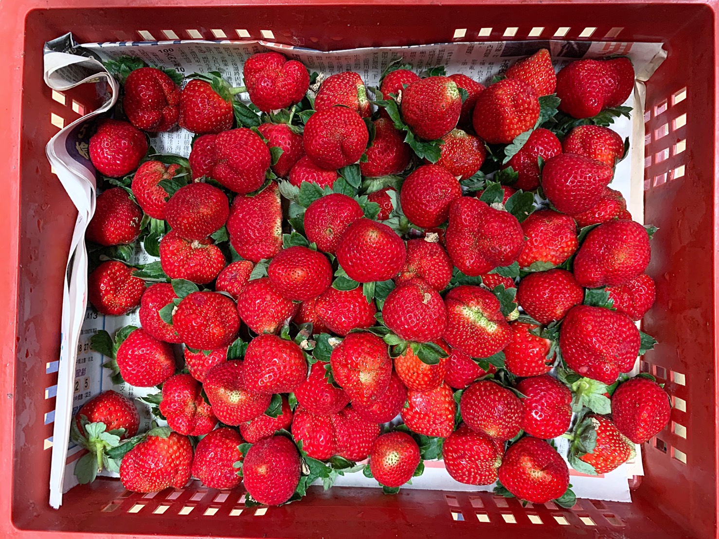 現摘草莓