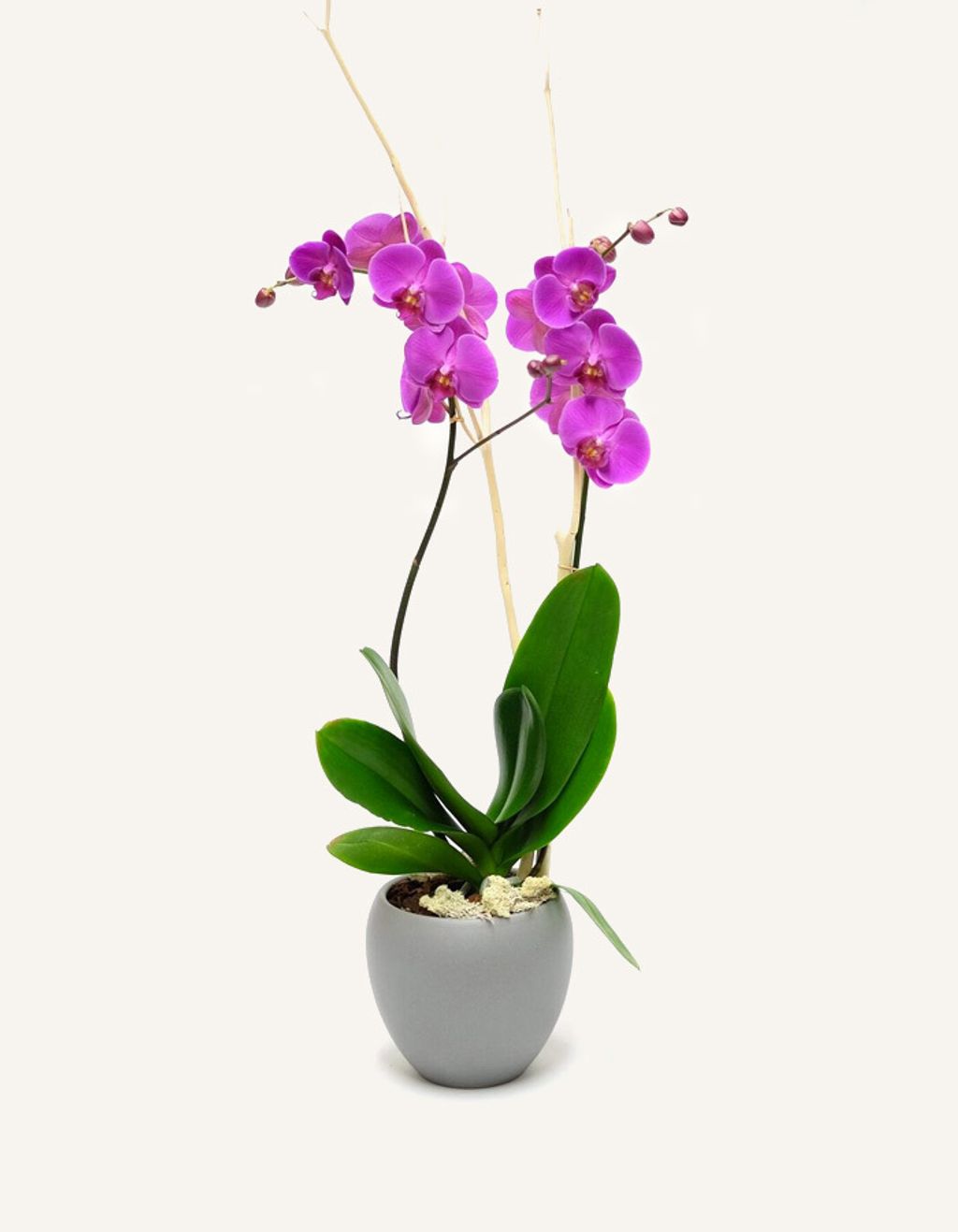 Orchidya-London-Flower-Shop-Delivery-Pink-Orchid-Magentano-1