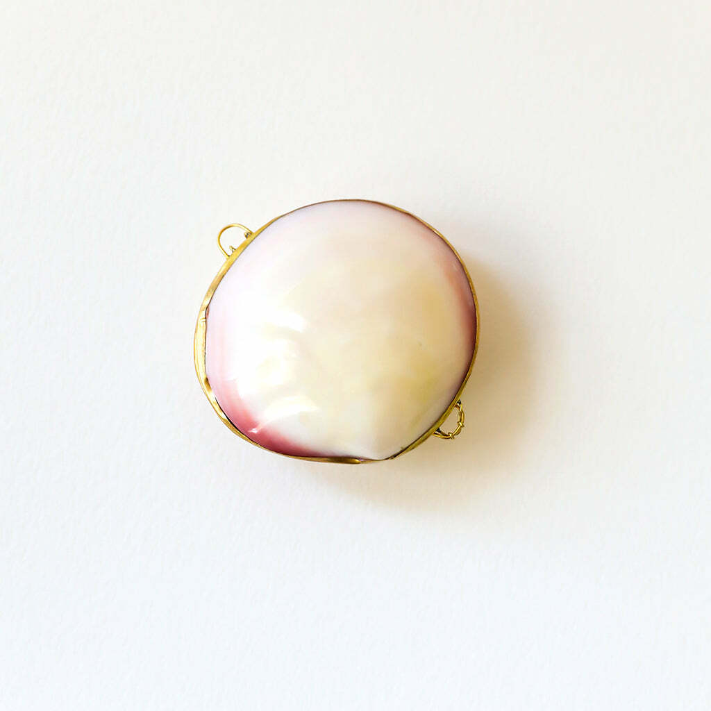 Clam1_5000x
