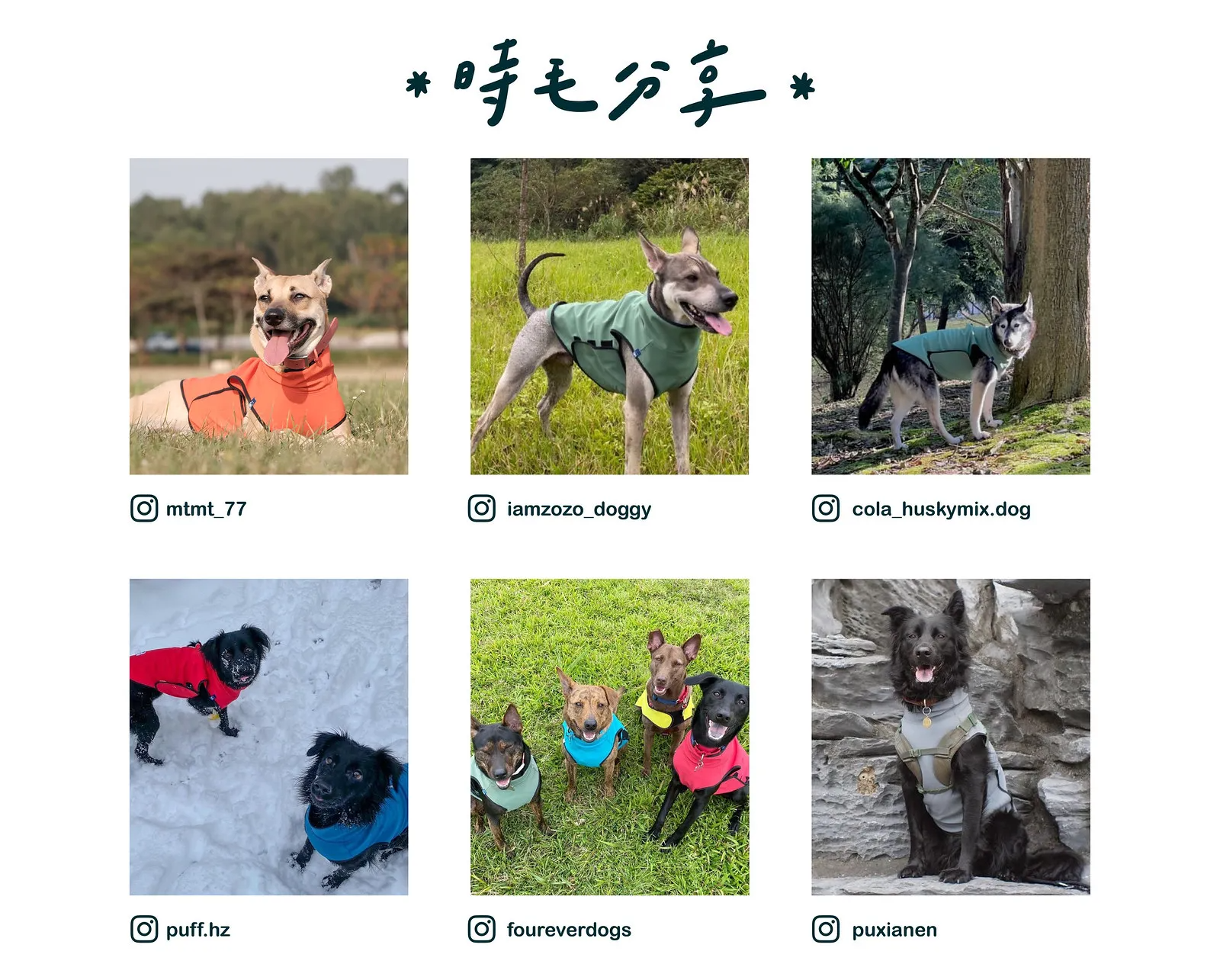 穿著時毛小孩的機能服狗狗們分享在instagram的照片。