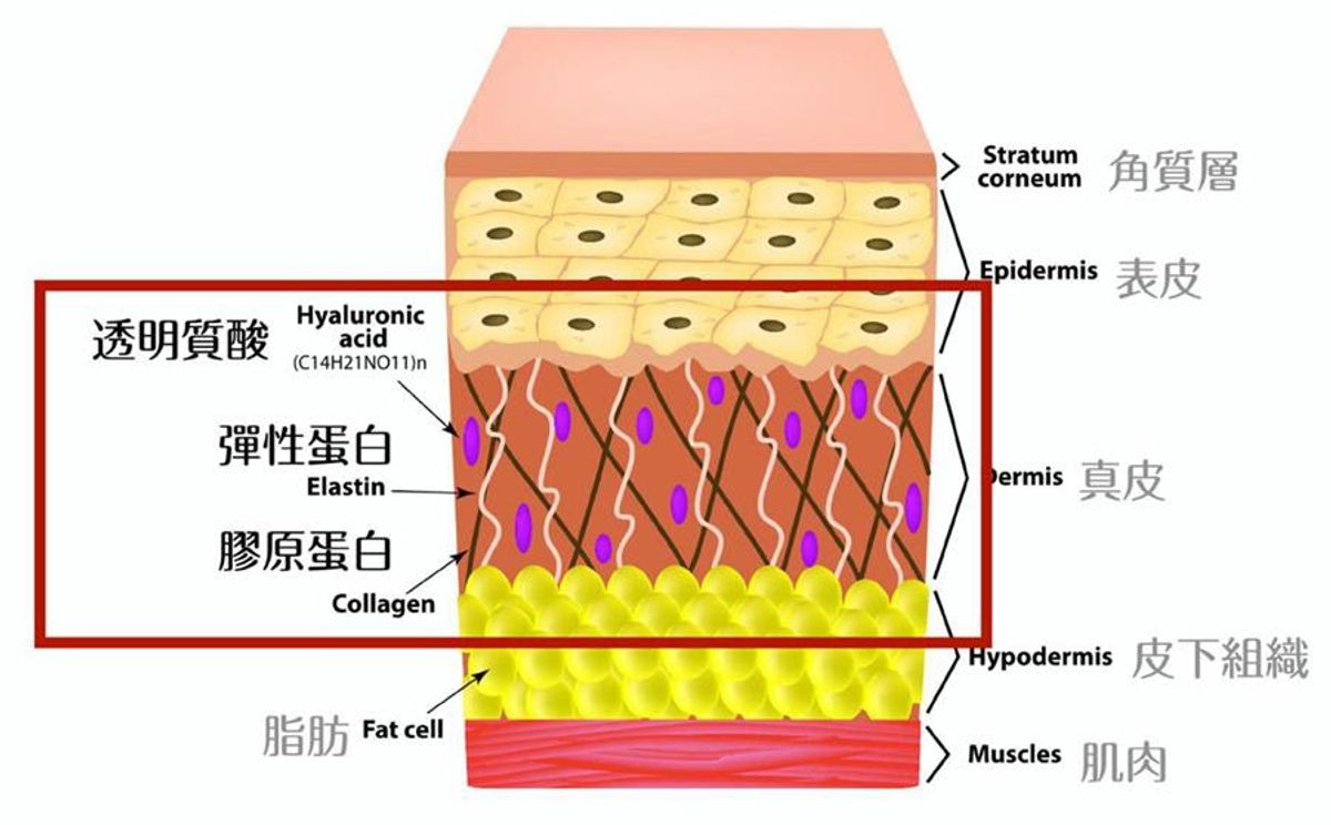 彈性蛋白也是美容成分！愛美的妳怎麼能不知！