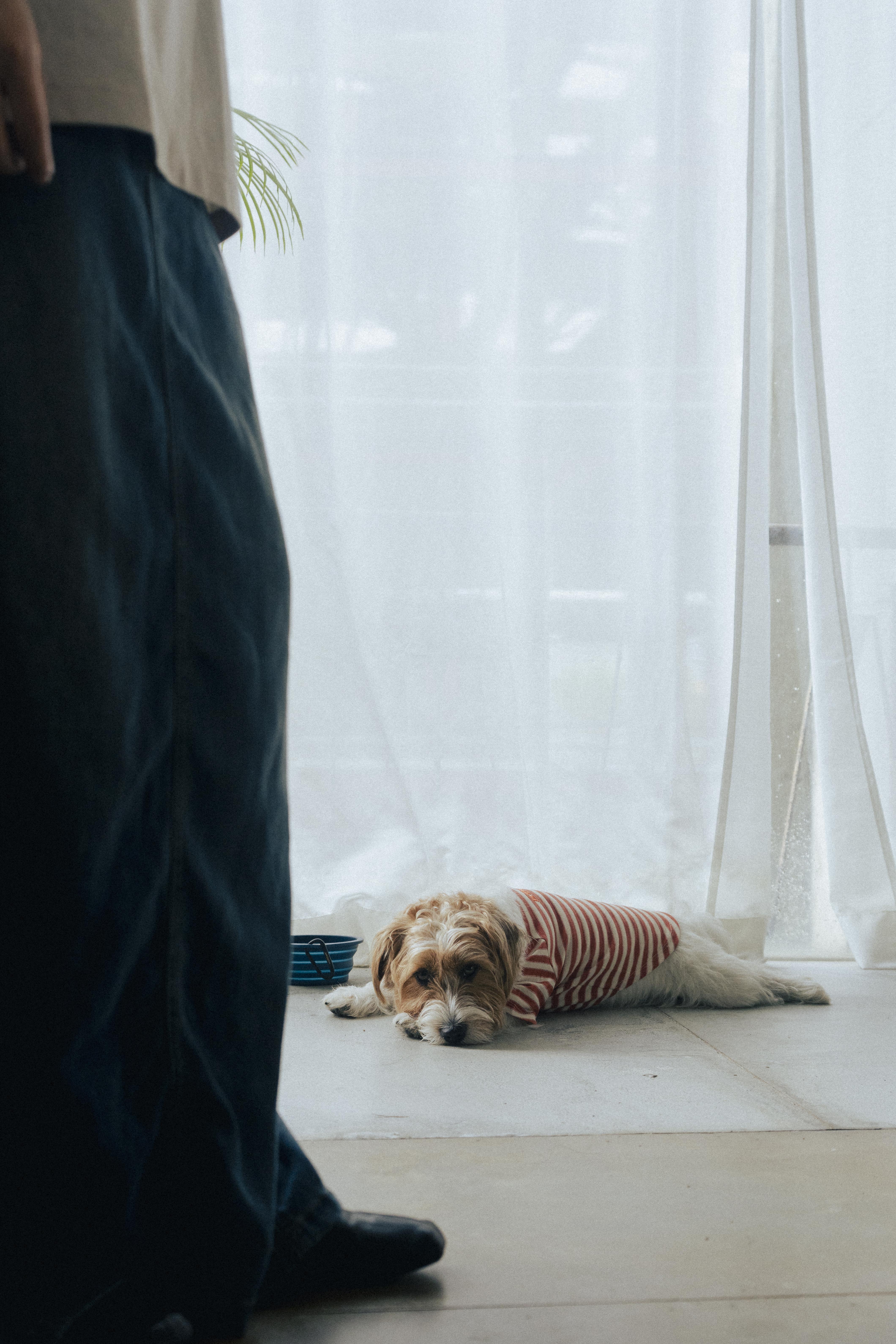 Ramen Explorer Pets Series ( Sony )-023