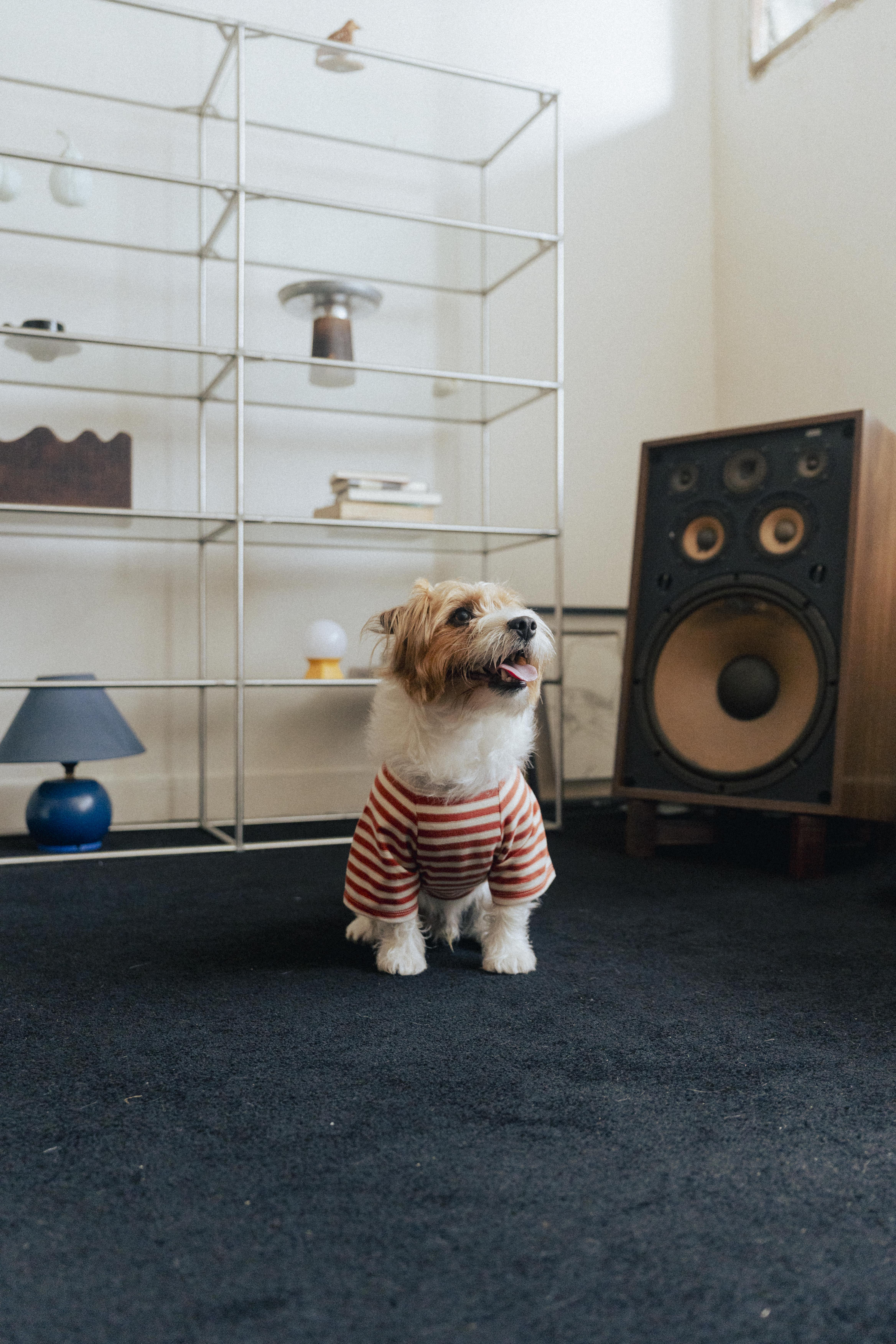 Ramen Explorer Pets Series ( Sony )-069