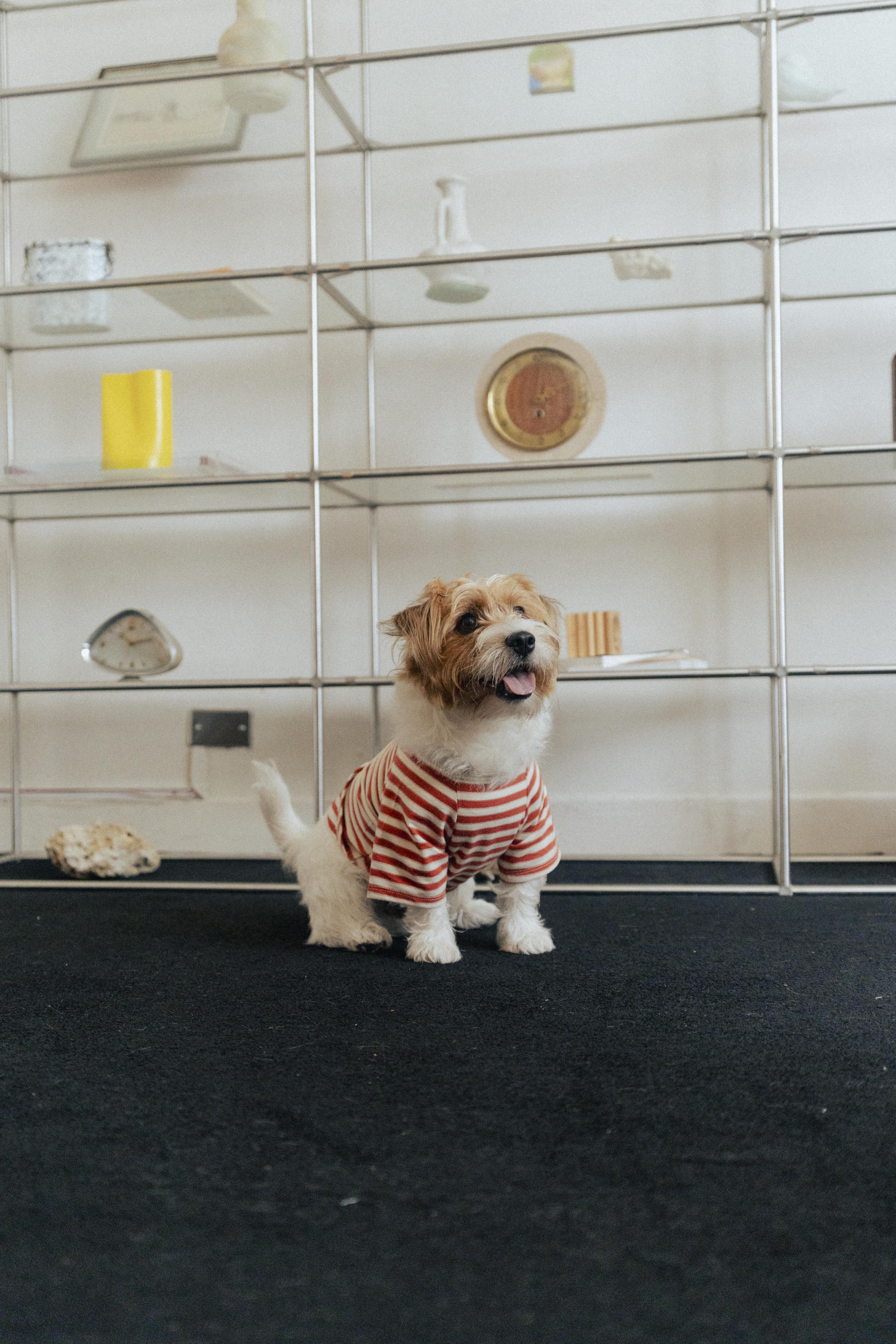 Ramen Explorer Pets Series ( Sony )-070