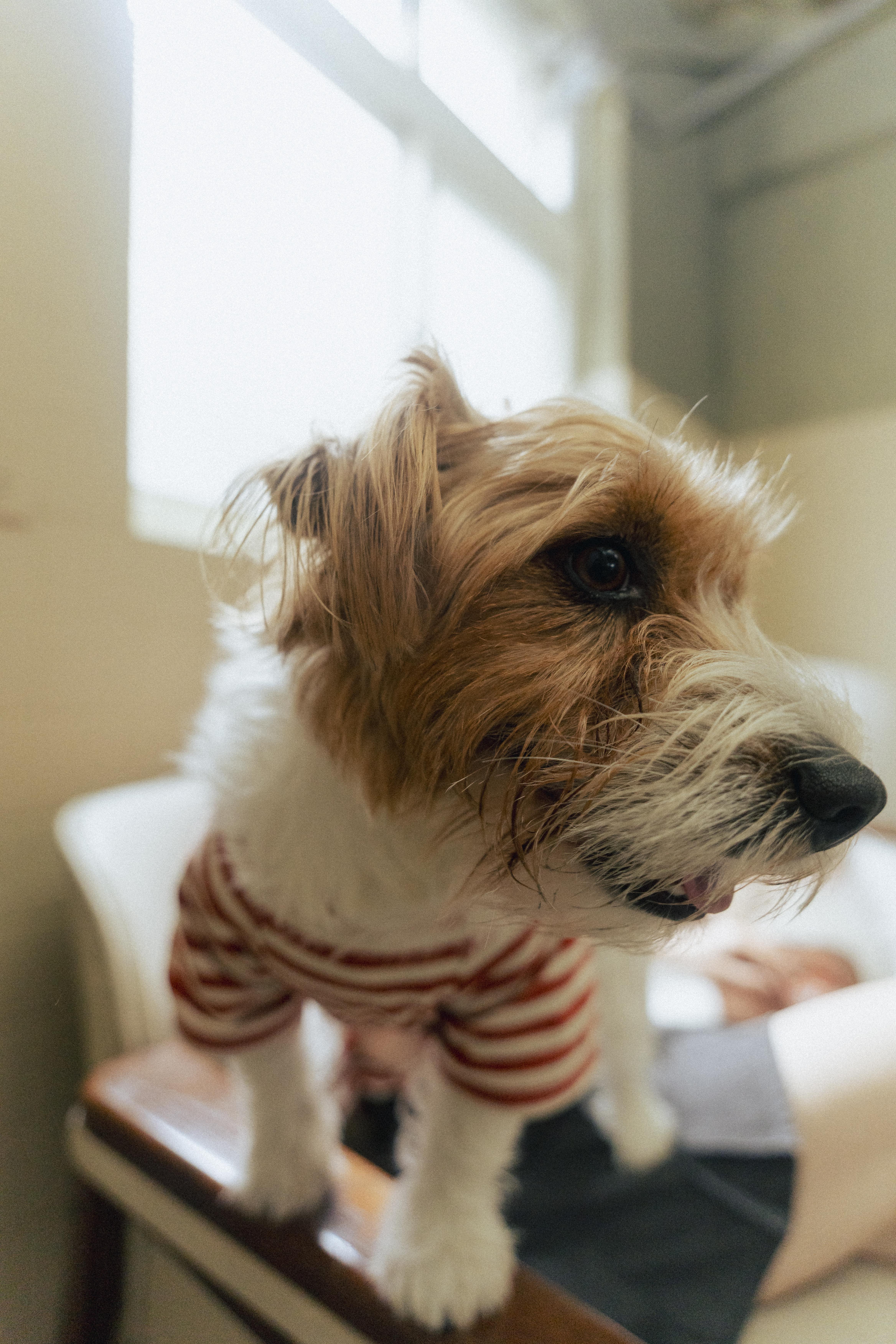 Ramen Explorer Pets Series ( Sony )-055