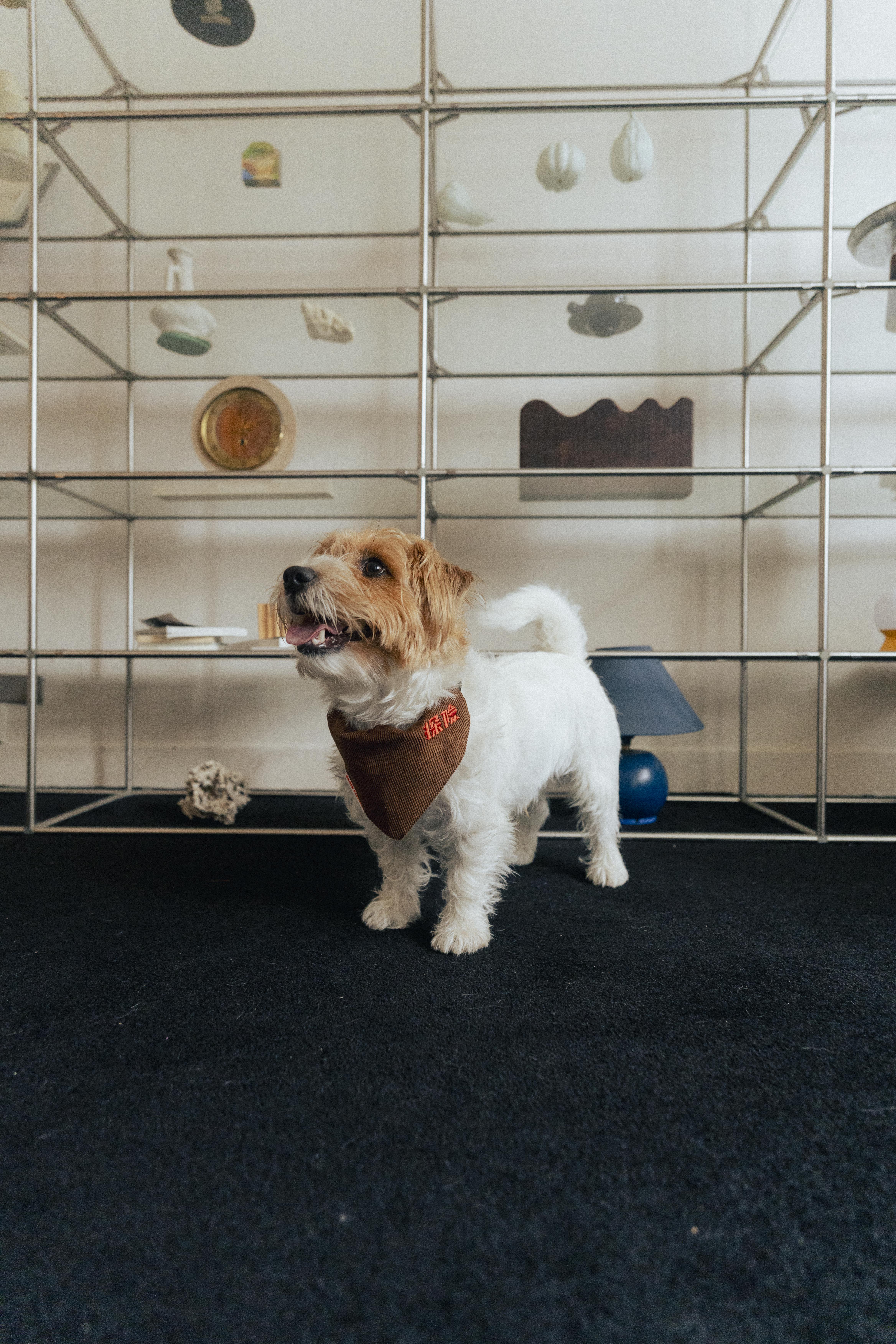 Ramen Explorer Pets Series ( Sony )-078