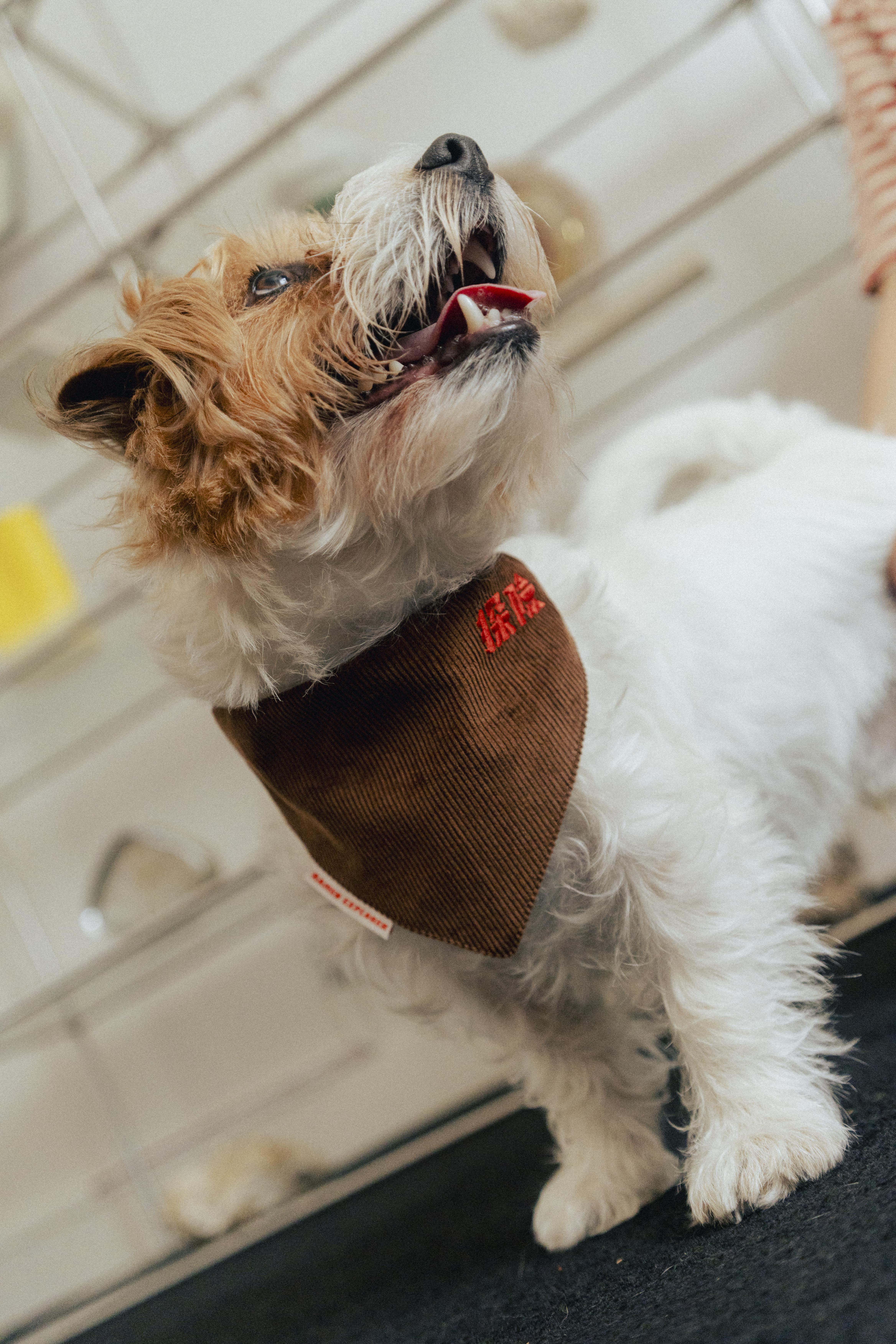 Ramen Explorer Pets Series ( Sony )-076