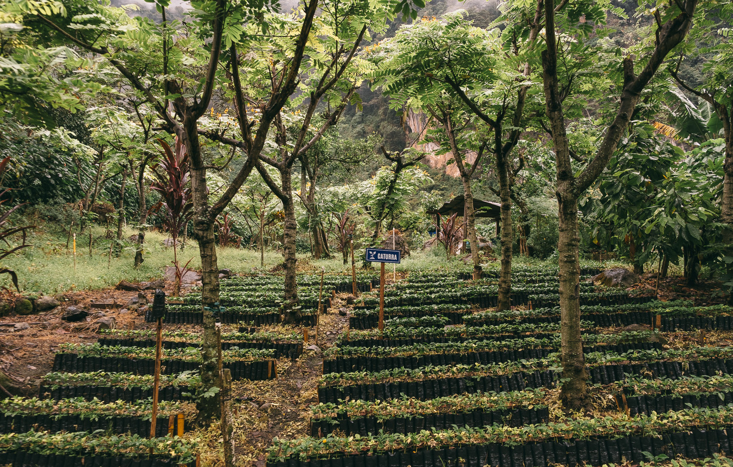 Finca-La-Bolsa-25-Nursery