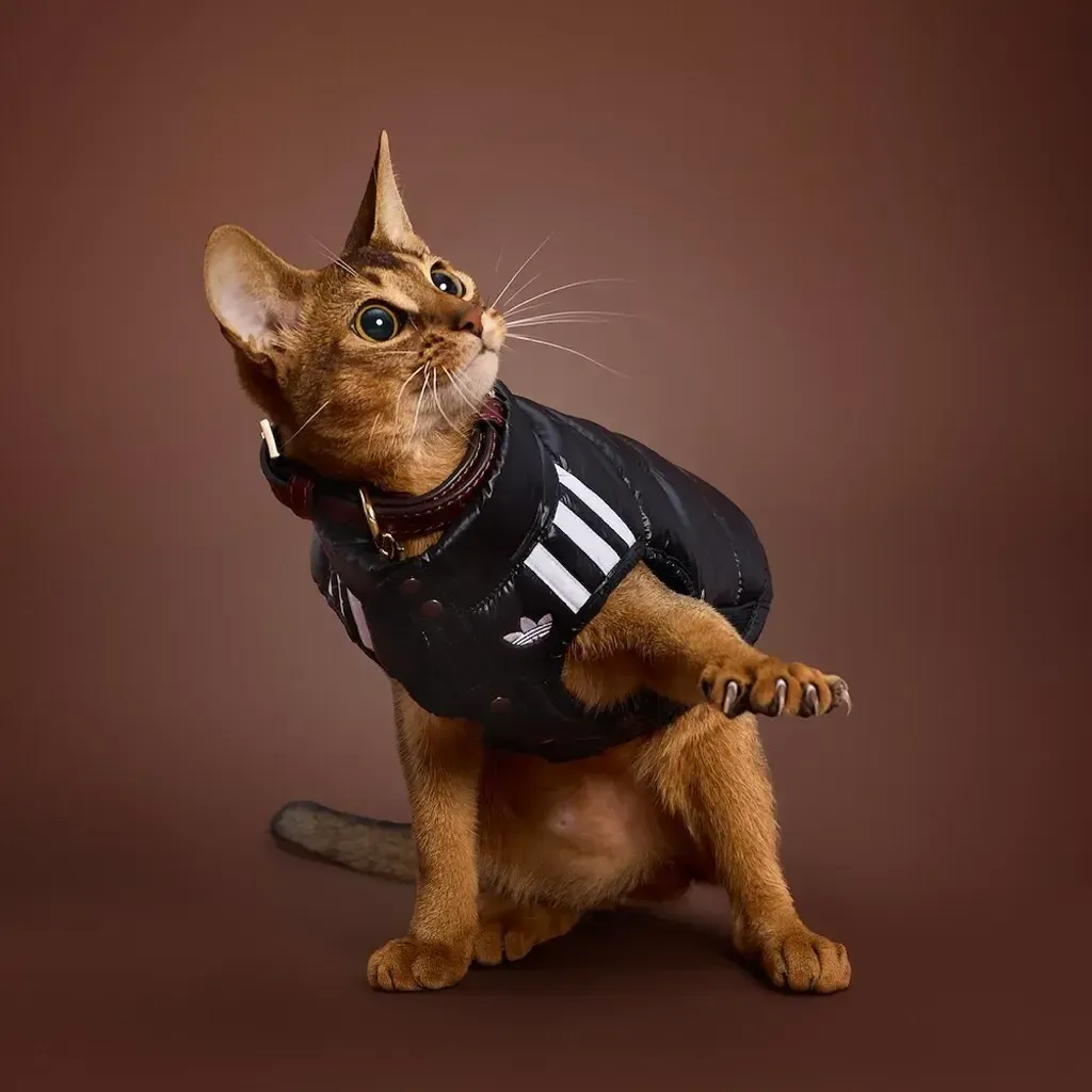 image_36CD94DC-6C96-4F69-A1BB-1616C95EF0EA_1759468188