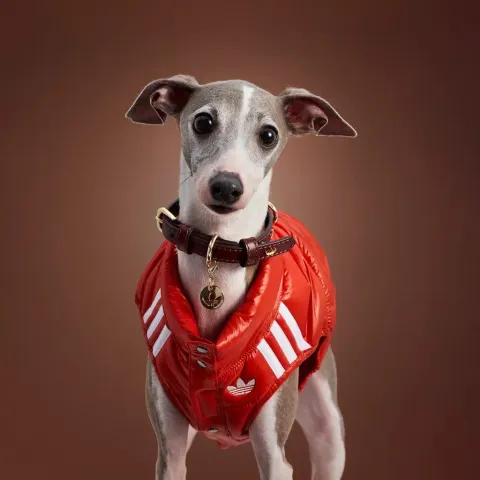 image_2B3D7864-1979-4D34-A633-AD71C75C8FF4_1759468188