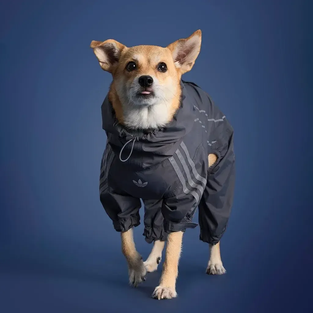 image_E0E68903-3959-4924-A926-CA6E812F4580_1759468679