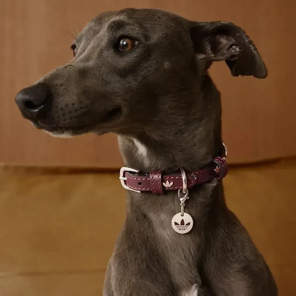 image_14619E51-E3B2-48EA-A373-F5732B7C56DE_1759486842