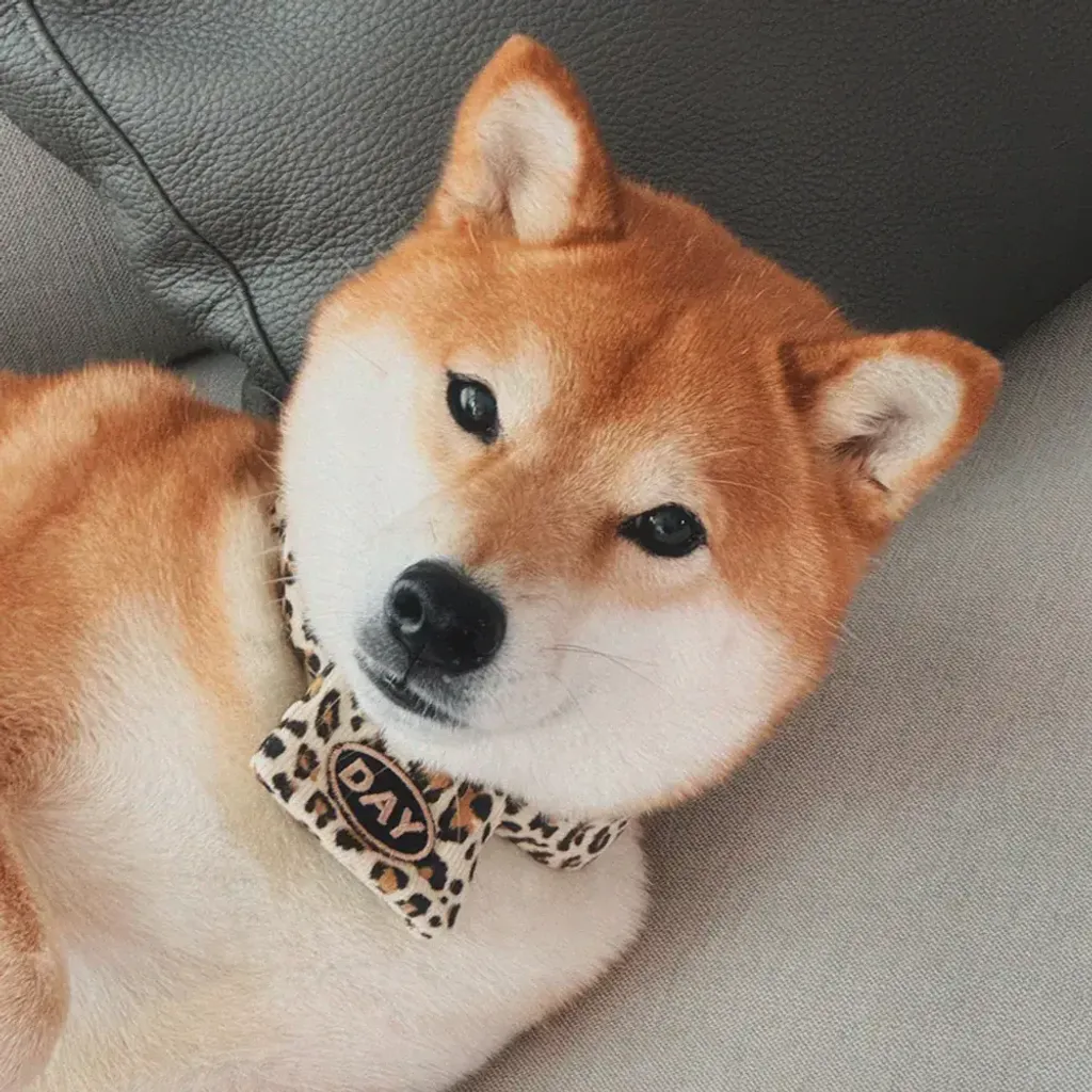 image_E9A485F2-6C2D-4081-8719-895126FB8681_1761466258