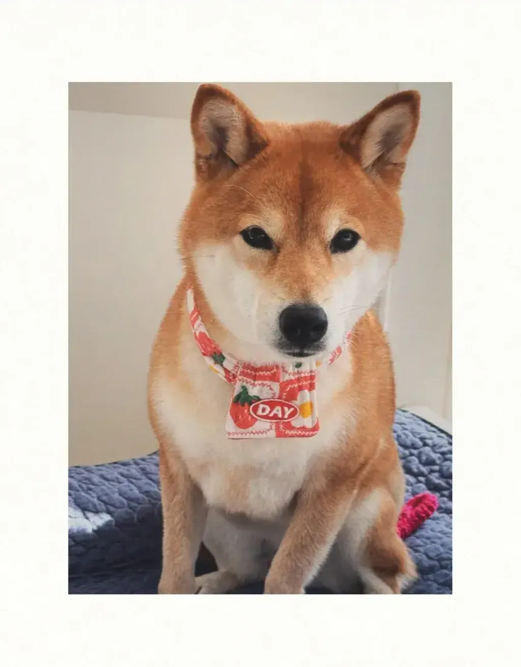 image_688A898F-D293-44E9-8061-92ADC9F79722_1761466466