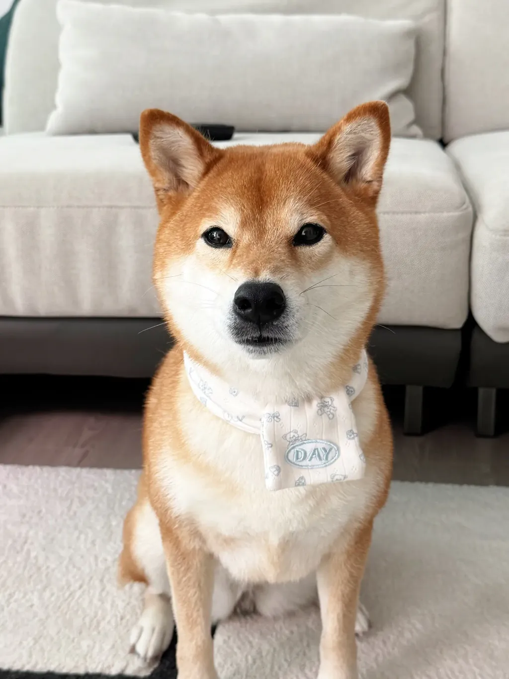 image_AEA38D89-6480-468F-97F8-B0F90A1A3327_1761466963