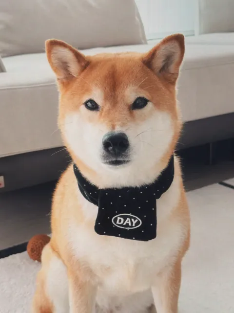 image_4B1DB5E3-34E7-4EAD-AE10-8A5571F216D8_1761467123