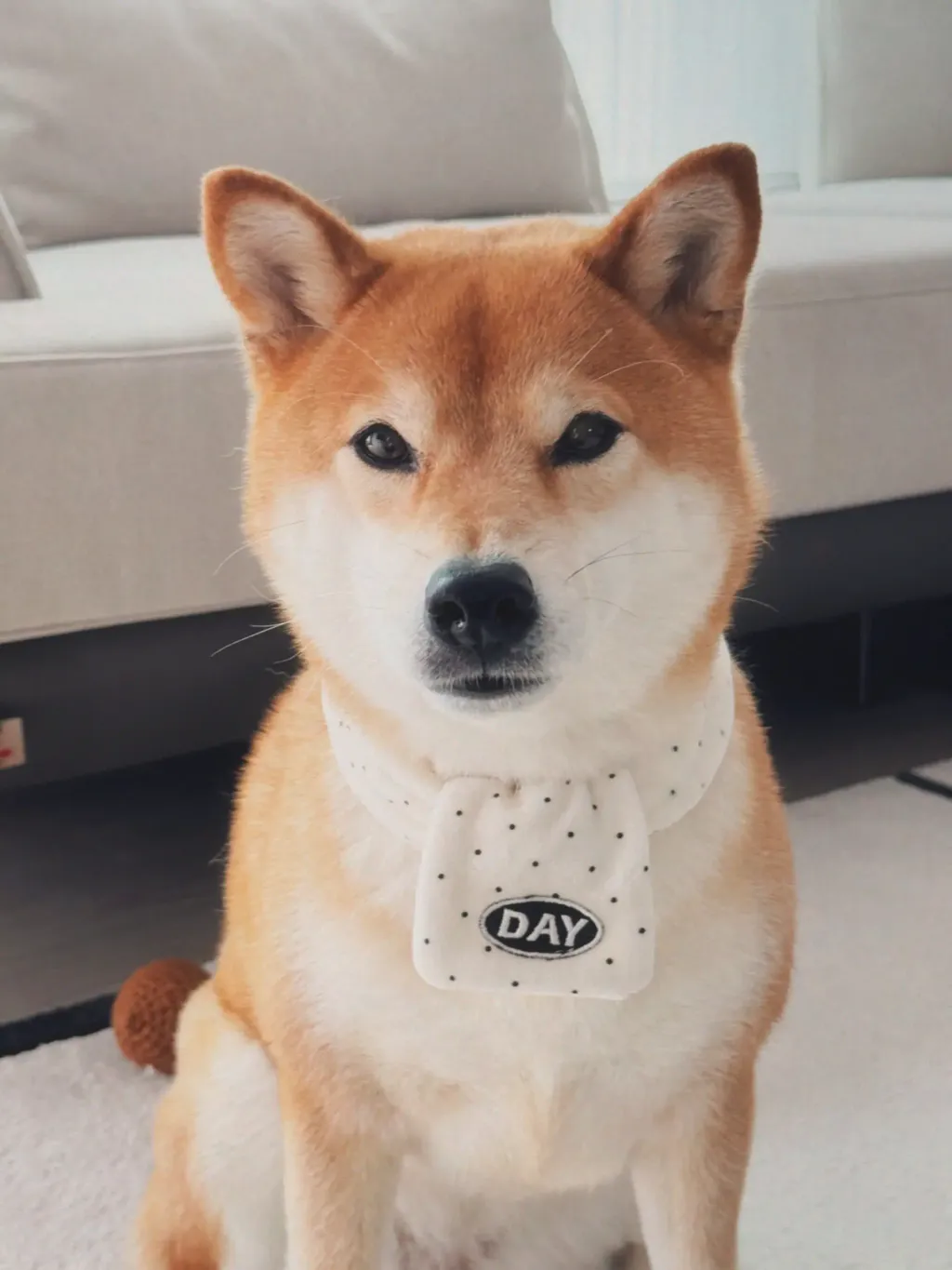 image_55E906E9-B9E7-426D-9513-DC58D560C834_1761467123