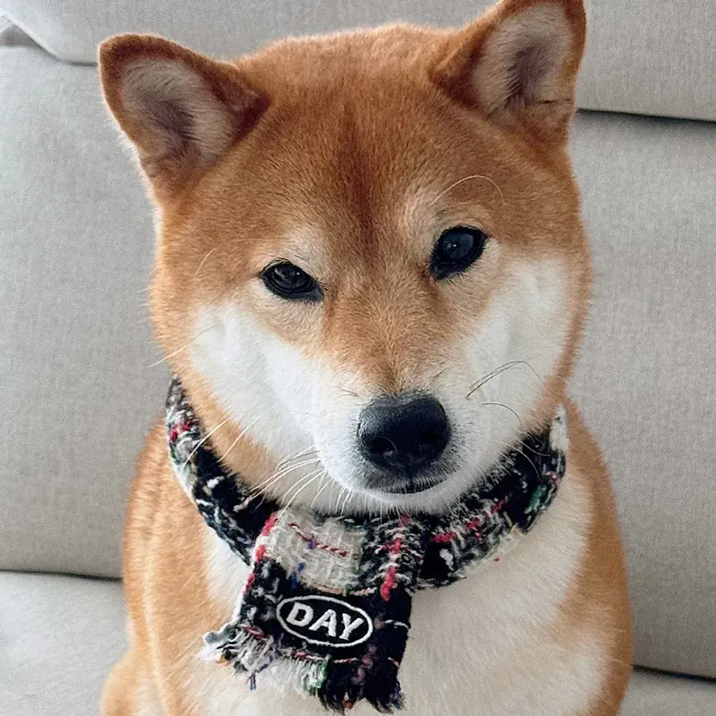 image_C6CC577F-D8B6-4059-99EA-D12D77090FE9_1761467839