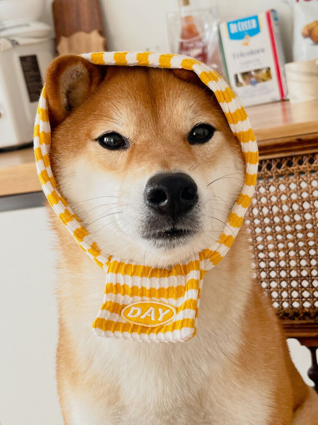 image_82FC9620-01E5-4298-B39F-A4ACF8B90CD3_1761468182