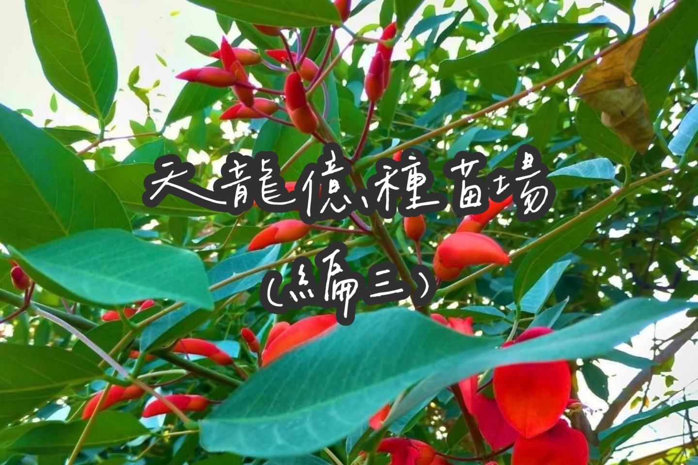 大小灌木、大小落葉喬木科(三)