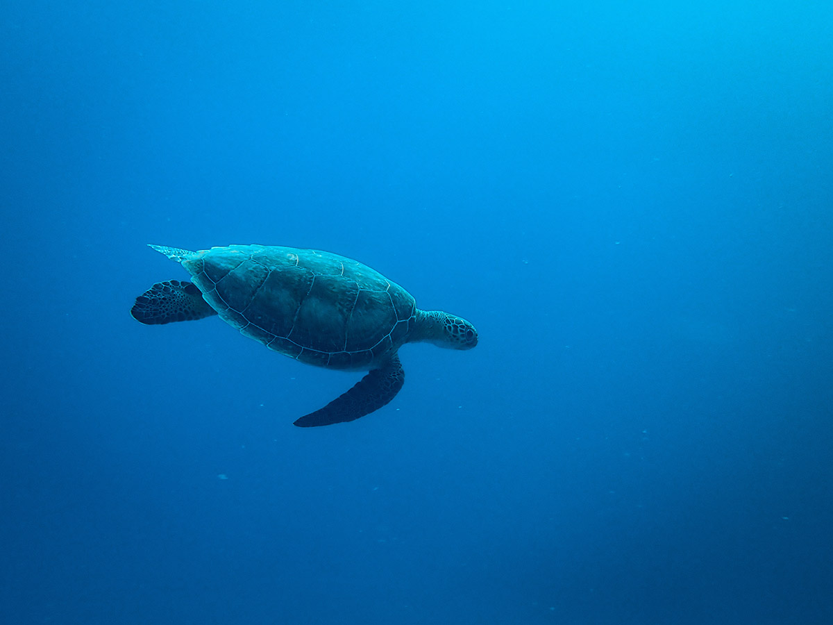 turtle-swimming-sea-1