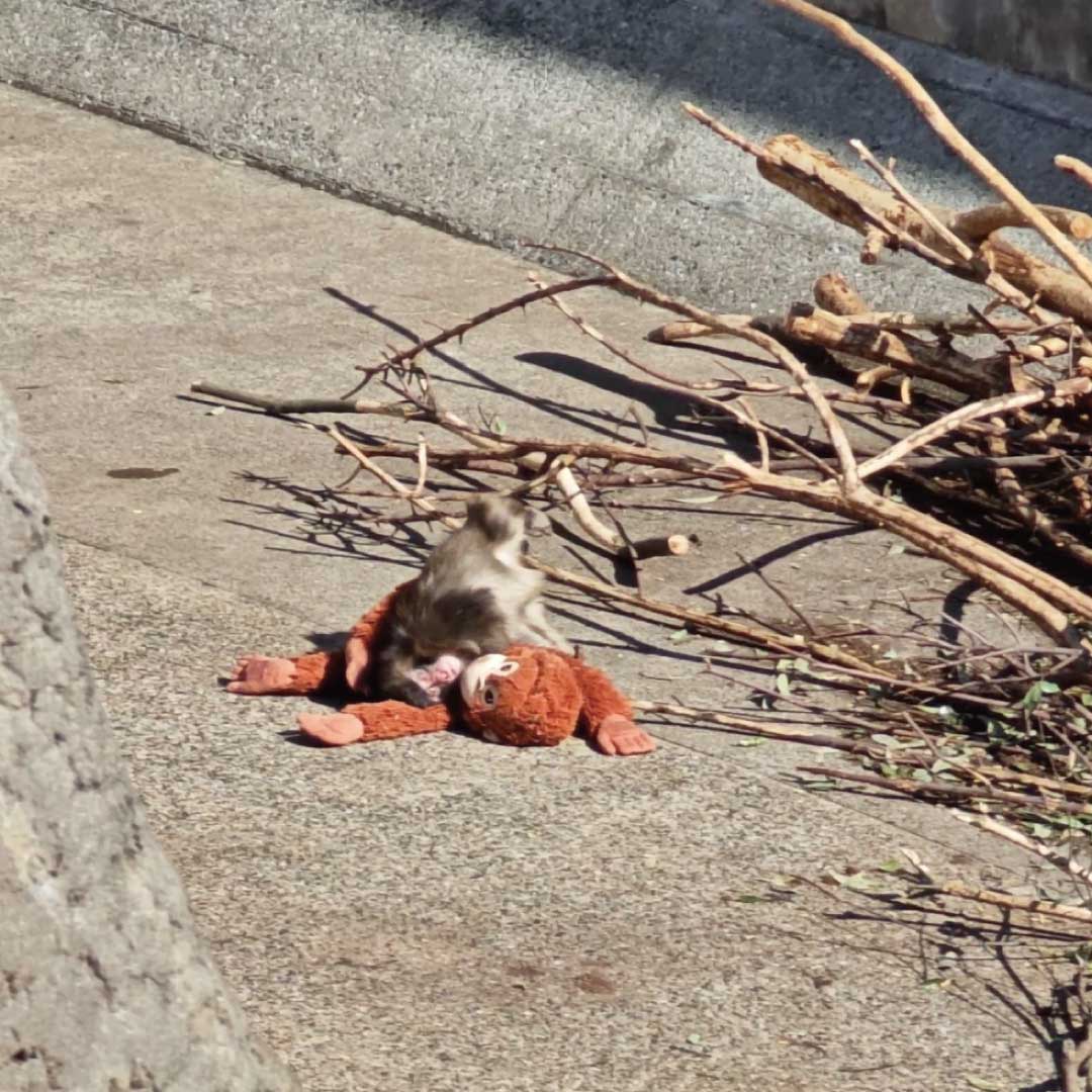 市川市動植物園小猴子 PUNCH 與玩偶互動玩耍的畫面