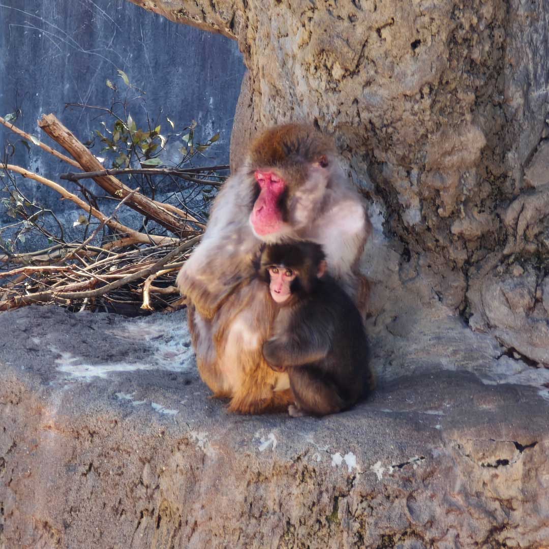 punch-monkey-with-adult-monkey-ichikawa-zoo