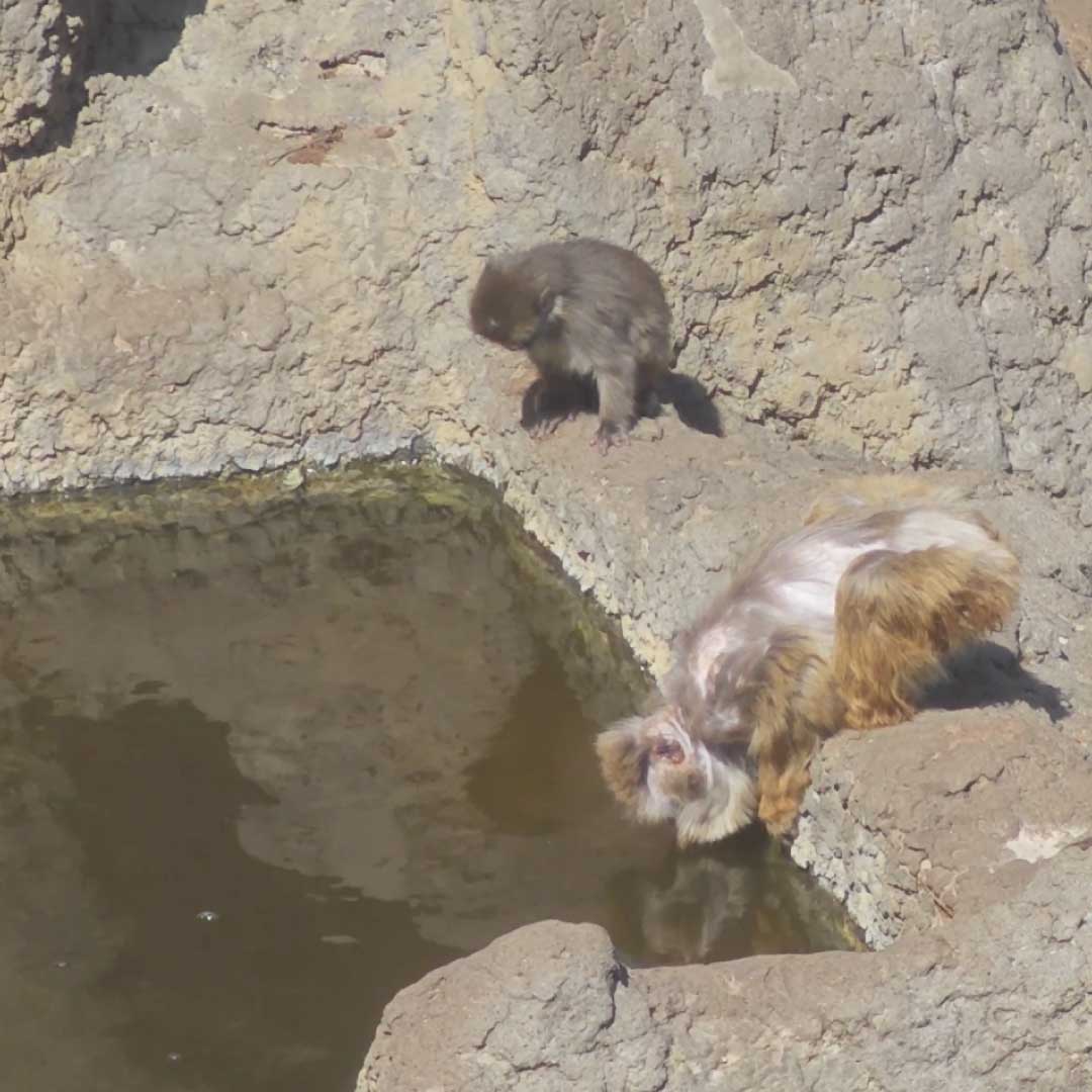 small-monkey-near-water-ichikawa-zoo