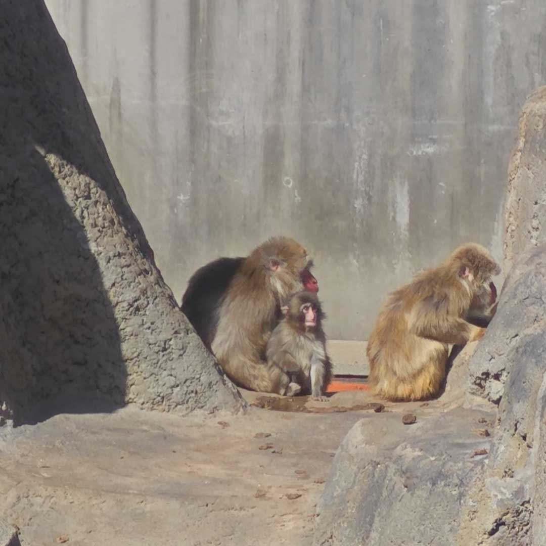 市川市動植物園小猴子 PUNCH 靠近成年日本獼猴的互動畫面
