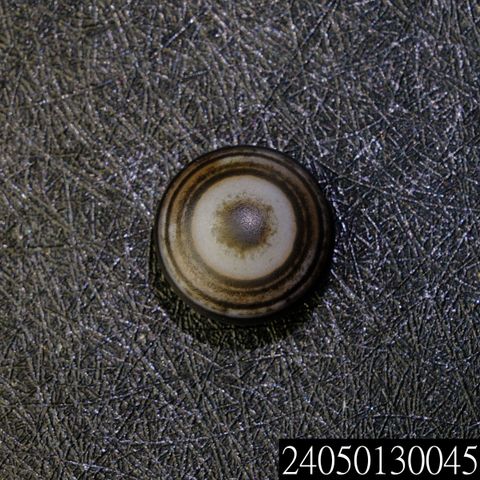 24050130045