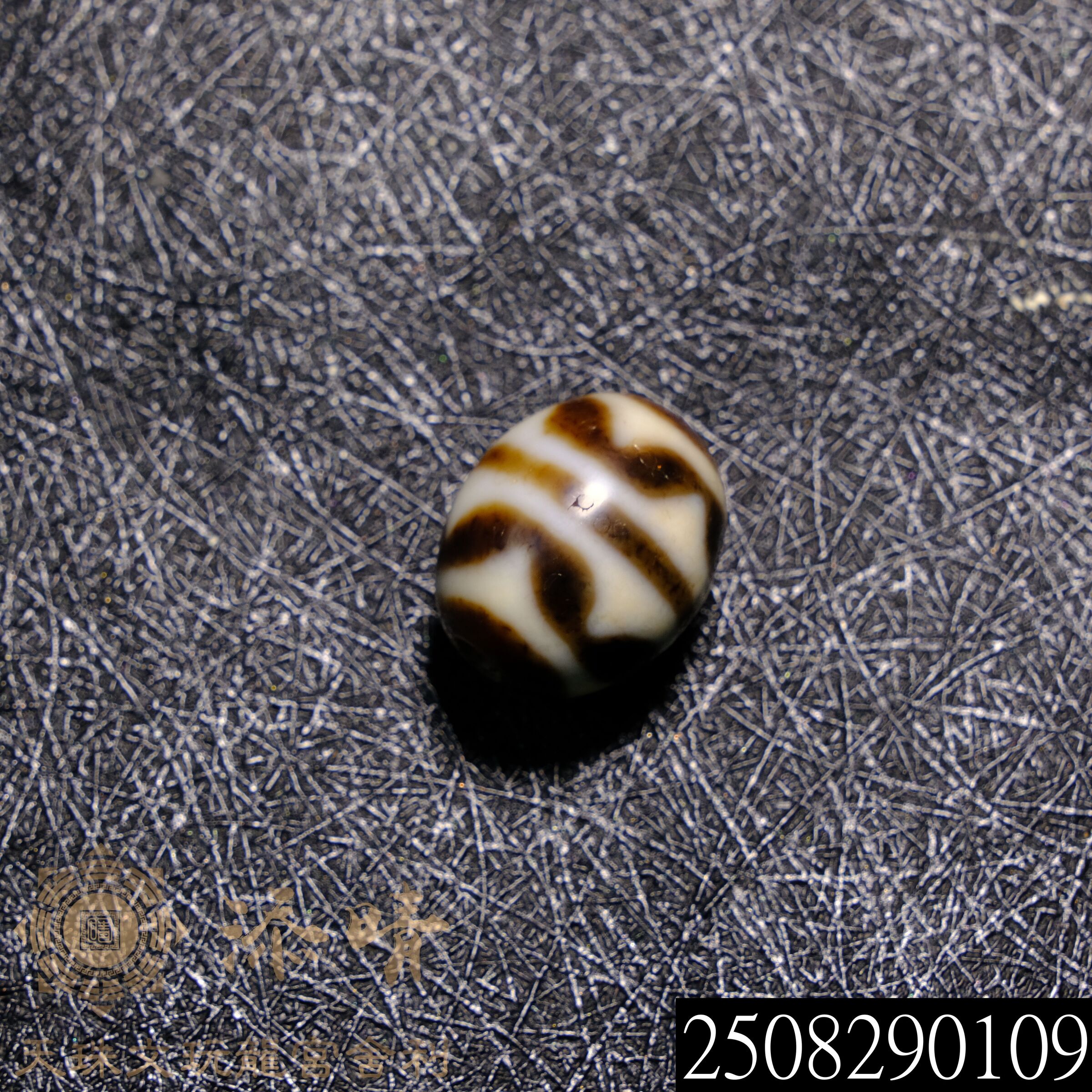 上肯收藏級牙黃老料雙虎牙達洛天珠– 添晴天珠文玩龍宮舍利