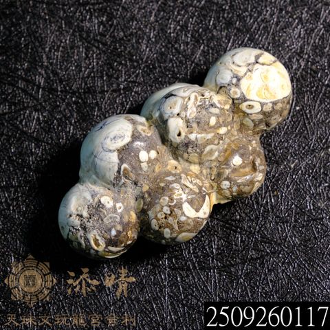 2509260117