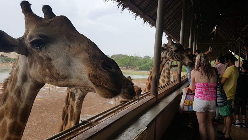 Bangkok_safari 1