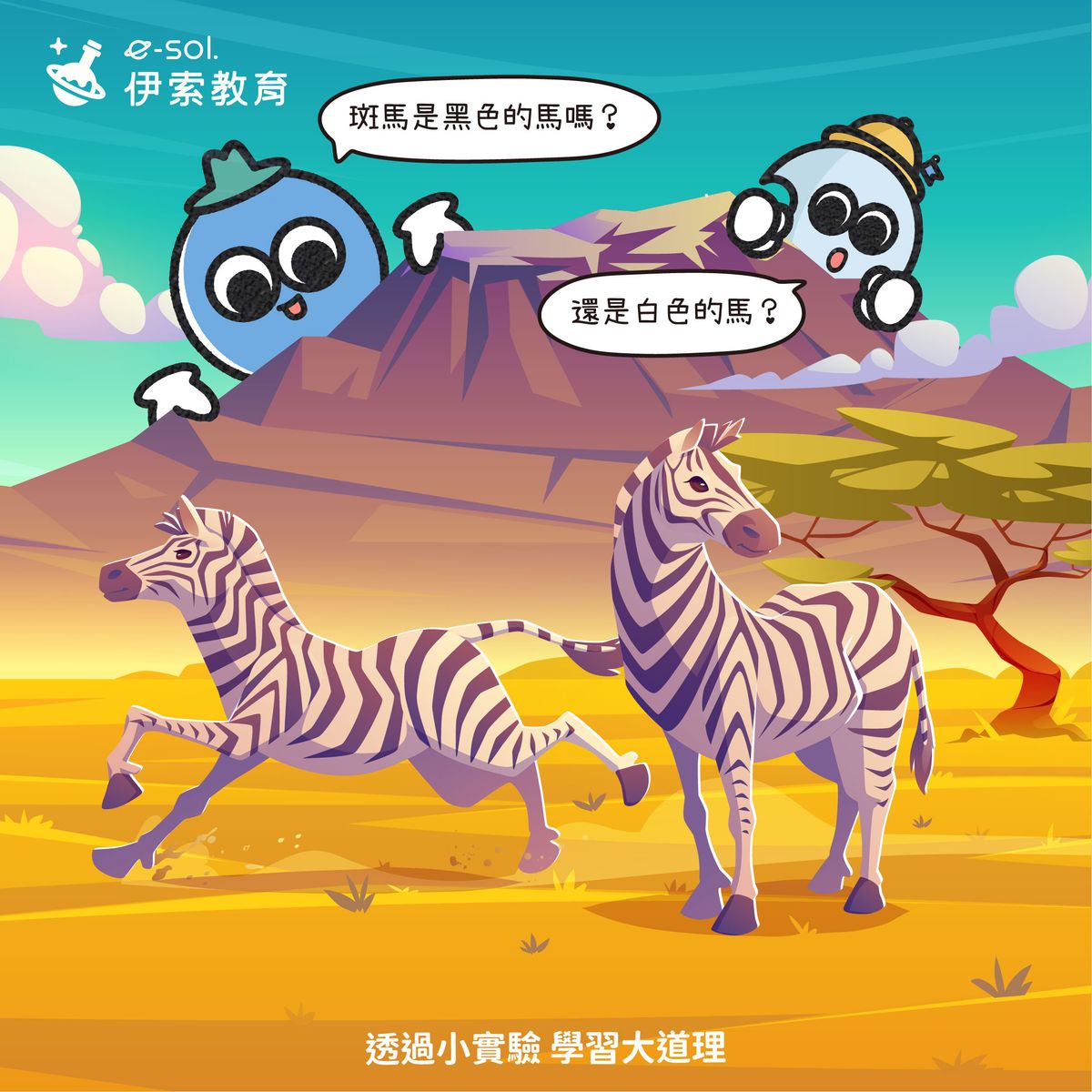 【🦓斑馬到底是黑馬還是白馬？🤔】