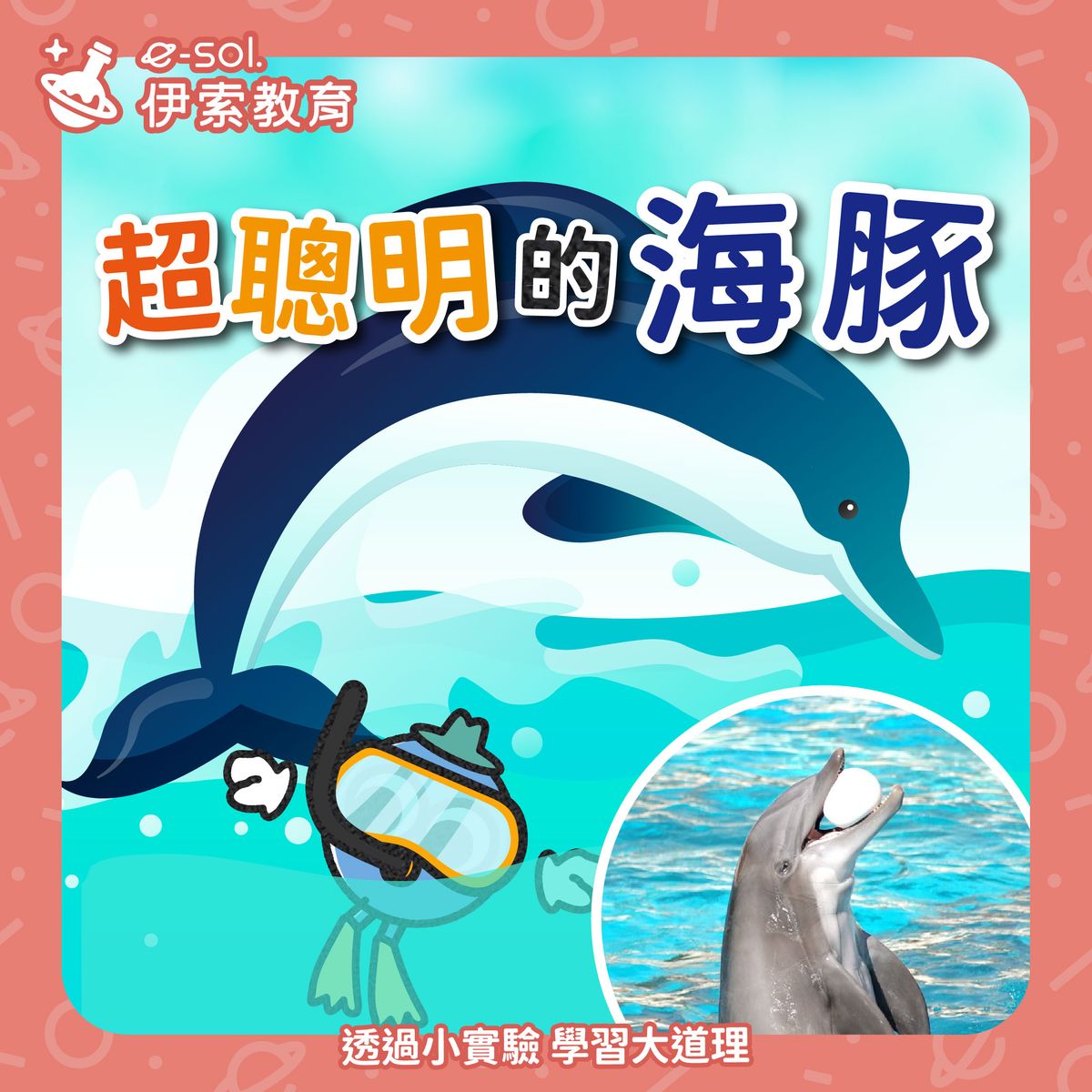 【🐬你以為海豚只是可愛嗎？其實牠們超聰明！😎】