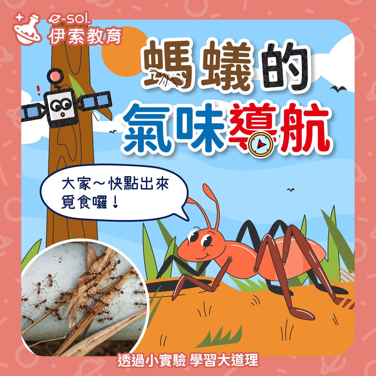 【🐜 螞蟻的氣味導航系統🧭】